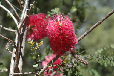 APII jpeg image of Melaleuca elliptica  © contact APII