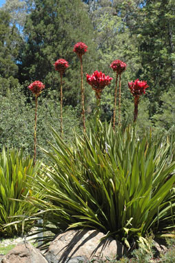 APII jpeg image of Doryanthes excelsa  © contact APII