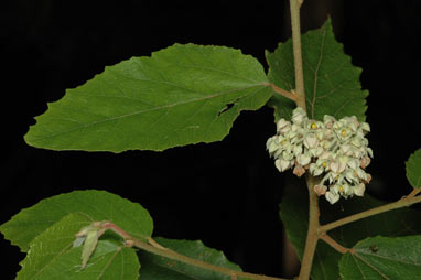 APII jpeg image of Seringia arborescens  © contact APII