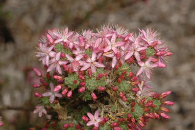 APII jpeg image of Calytrix tetragona  © contact APII