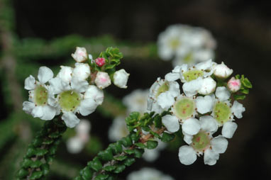 APII jpeg image of Sannantha cunninghamii  © contact APII