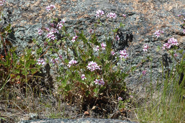 APII jpeg image of Pelargonium rodneyanum  © contact APII