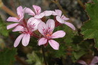 Pelargonium rodneyanum
