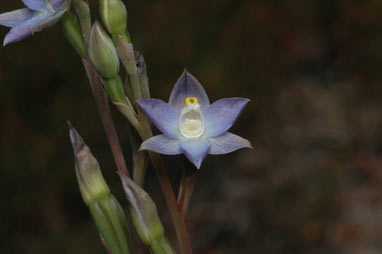 APII jpeg image of Thelymitra  © contact APII