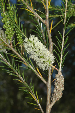 APII jpeg image of Melaleuca armillaris subsp. akineta  © contact APII