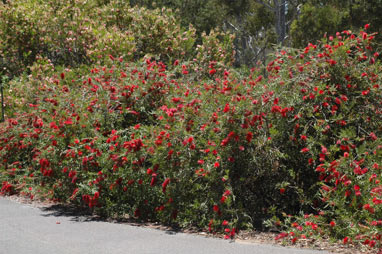 APII jpeg image of Callistemon citrinus 'Firebrand'  © contact APII