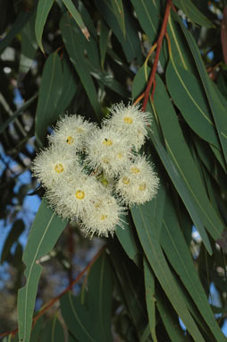 APII jpeg image of Corymbia eximia  © contact APII