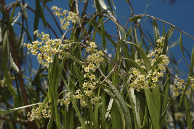 APII jpeg image of Geijera parviflora  © contact APII