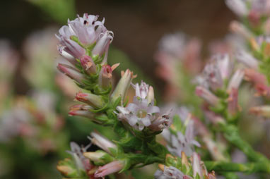 APII jpeg image of Andersonia parvifolia  © contact APII