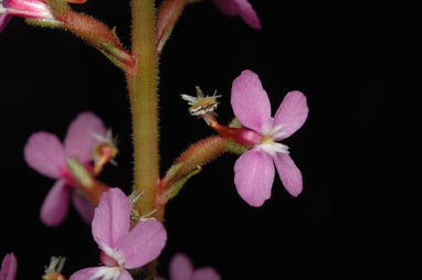 APII jpeg image of Stylidium debile  © contact APII