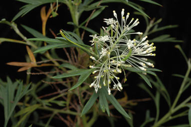 APII jpeg image of Grevillea manglesii subsp. ornithopoda  © contact APII