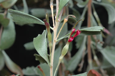 APII jpeg image of Adenanthos cuneatus  © contact APII