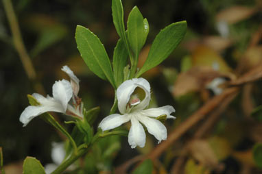 APII jpeg image of Coopernookia strophiolata  © contact APII