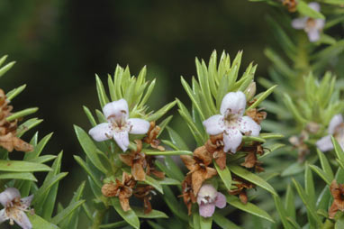 APII jpeg image of Diocirea acutifolia  © contact APII