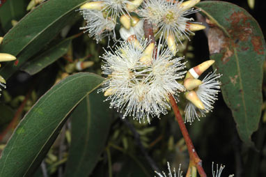 APII jpeg image of Eucalyptus amplifolia  © contact APII