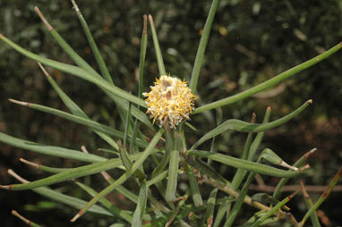 APII jpeg image of Isopogon sphaerocephalus  © contact APII