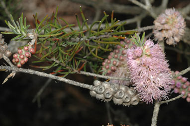 APII jpeg image of Melaleuca subfalcata  © contact APII