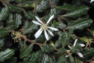 APII jpeg image of Olearia quercifolia  © contact APII