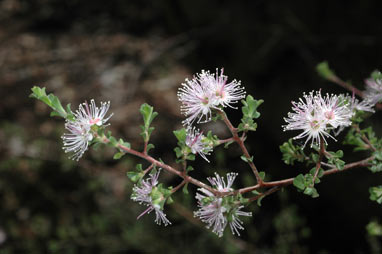 APII jpeg image of Kunzea badjaensis  © contact APII