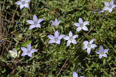 APII jpeg image of Wahlenbergia glabra  © contact APII