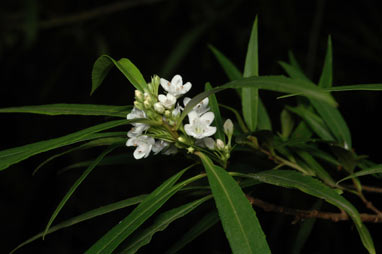 APII jpeg image of Myoporum betcheanum  © contact APII