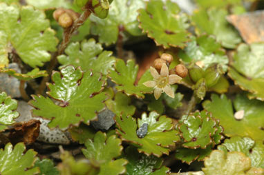 APII jpeg image of Hydrocotyle novae-zeelandiae  © contact APII