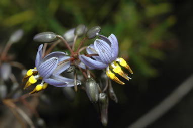 APII jpeg image of Dianella incollata  © contact APII