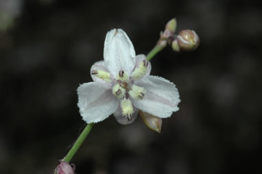 APII jpeg image of Arthropodium milleflorum  © contact APII