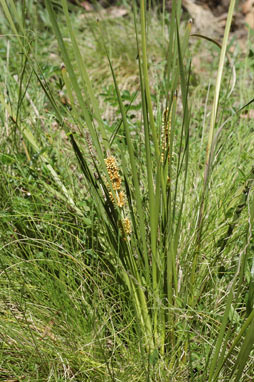 APII jpeg image of Lomandra longifolia  © contact APII