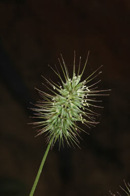 APII jpeg image of Echinopogon ovatus  © contact APII