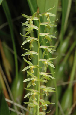 APII jpeg image of Dendrochilum bartonii  © contact APII