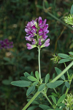 APII jpeg image of Medicago sativa  © contact APII