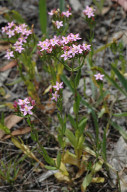 APII jpeg image of Centaurium erythraea  © contact APII