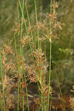 APII jpeg image of Juncus usitatus  © contact APII