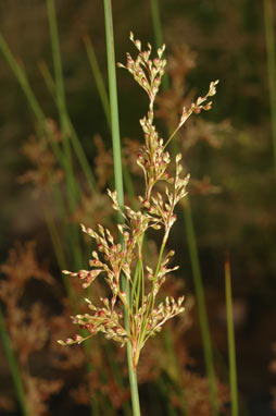 APII jpeg image of Juncus usitatus  © contact APII