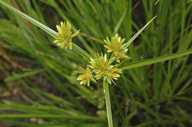 APII jpeg image of Cyperus eragrostis  © contact APII