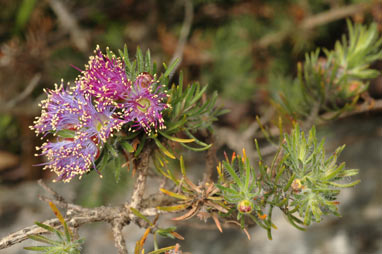 APII jpeg image of Eremaea violacea subsp. violacea  © contact APII