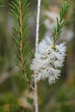 APII jpeg image of Melaleuca rhaphiophylla  © contact APII