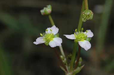 APII jpeg image of Alisma lanceolatum  © contact APII