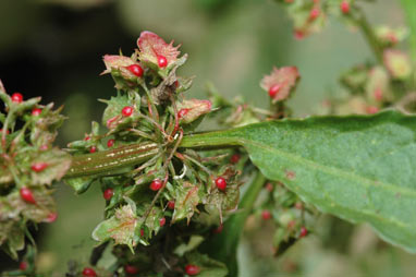 APII jpeg image of Rumex obtusifolius subsp. obtusifolius  © contact APII