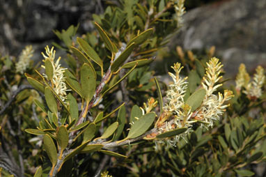 APII jpeg image of Orites lancifolia  © contact APII