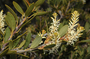 APII jpeg image of Orites lancifolia  © contact APII