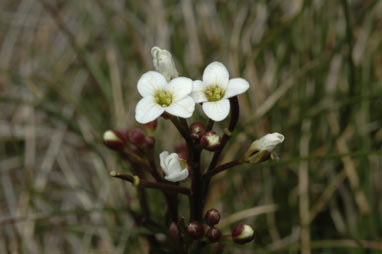 APII jpeg image of Cardamine lilacina  © contact APII