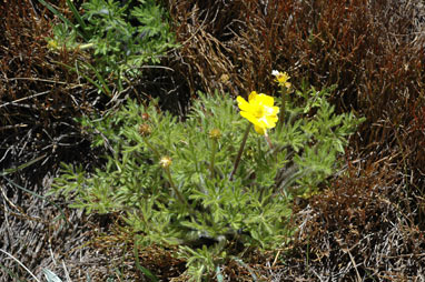 APII jpeg image of Ranunculus dissectifolius  © contact APII