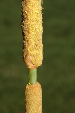 APII jpeg image of Typha domingensis  © contact APII