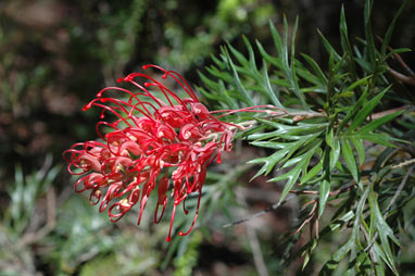 APII jpeg image of Grevillea 'Robyn Gordon'  © contact APII