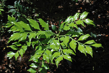 APII jpeg image of Phyllocladus hypohyllus  © contact APII