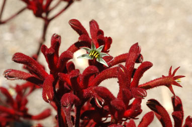 APII jpeg image of Anigozanthos 'Bush Baby'  © contact APII