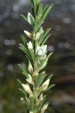 APII jpeg image of Lespedeza juncea subsp. sericea  © contact APII