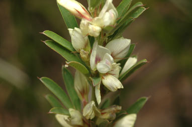 APII jpeg image of Lespedeza juncea subsp. sericea  © contact APII